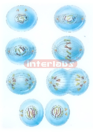 HANGING HUMAN CELLS DIVIDE MODEL